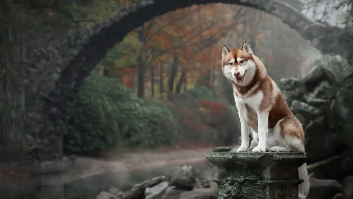 Hình Ảnh Những Chú Chó Alaska Đẹp Nhất