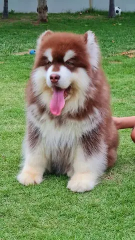 Hình Ảnh Những Chú Chó Alaska Đẹp Nhất