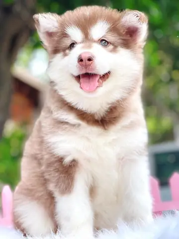 Hình Ảnh Những Chú Chó Alaska Đẹp Nhất