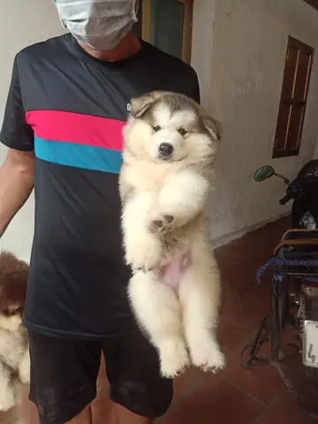 Hình Ảnh Những Chú Chó Alaska Đẹp Nhất