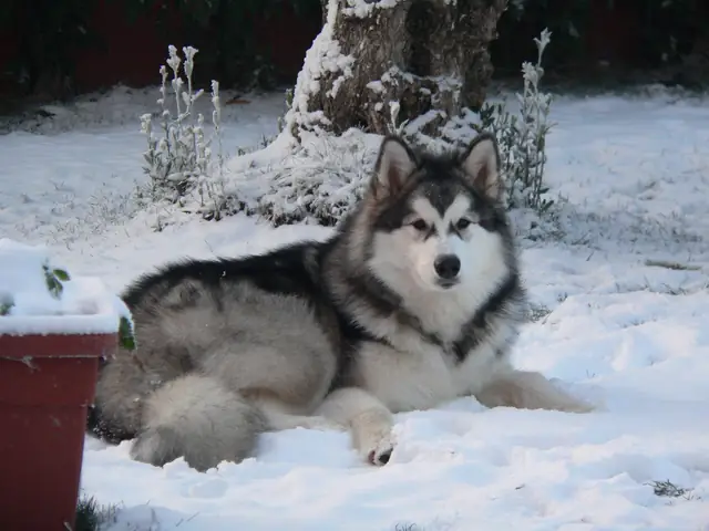 Hình Ảnh Những Chú Chó Alaska Đẹp Nhất