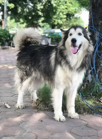 Hình Ảnh Những Chú Chó Alaska Đẹp Nhất