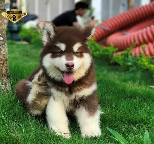 Hình Ảnh Những Chú Chó Alaska Đẹp Nhất