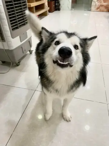 Hình Ảnh Những Chú Chó Alaska Đẹp Nhất