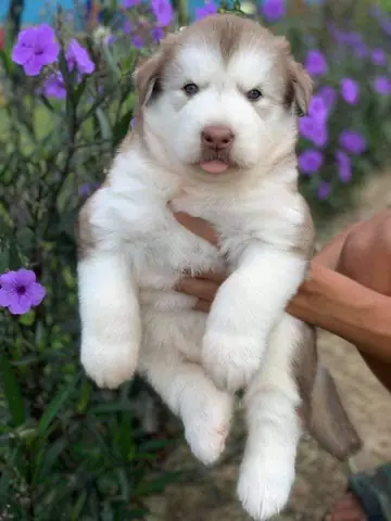 Hình Ảnh Những Chú Chó Alaska Đẹp Nhất