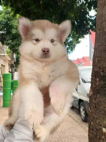 Hình Ảnh Những Chú Chó Alaska Đẹp Nhất