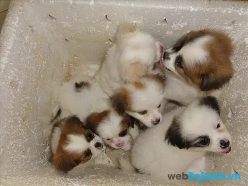 Những Chú Cho Gia Đình Nuôi Thường Có