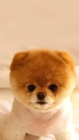 Những Giống Chó Nhỏ Xinh Nhất Và Đáng Yêu Là Gì?