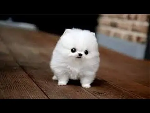 Những Giống Chó Nhỏ Xinh Nhất Và Đáng Yêu Là Gì?