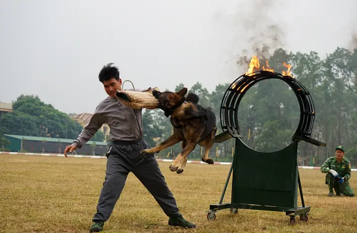 Chó Cứu Hộ Làng Nủ Vừa Làm Nhiệm Vụ Vừa Trình Diễn