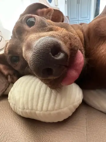 Tổng Hợp Bộ Ảnh Meme Chó Bựa Hài Hước Siêu Lầy Lội Tổng Hợp Bộ Ảnh Meme Chó Bựa Hài Hước Siêu Lầy Lội