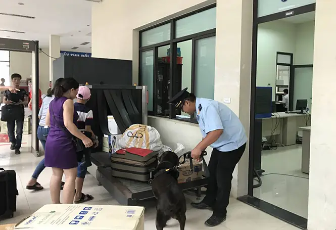 Chó Nghiệp Vụ Của Lực Lượng Hải Quan Cửa Khẩu Quốc Tế Cha Lo Hỗ Trợ Kiểm Tra Hàng Hóa Qua Biên Giới.