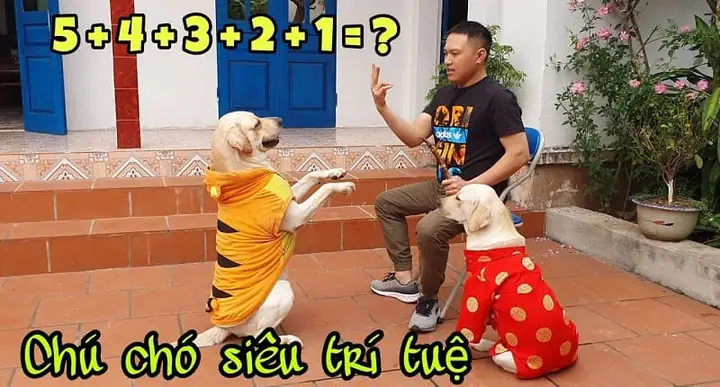 Củ Cải – Chú Chó Thông Minh Nổi Tiếng Với Khả Năng Biết Tính Toán