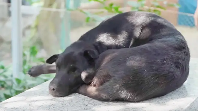 "tôi Chẳng Thể Lý Giải Được Lý Do Vì Sao Mino Cứ Nằm Hoài Suốt 7 Năm. Thậm Chí Khi Gia Đình Di Dời Mộ Phần Của Cháu Từ Đồng Về Gần Nhà, Nó Cũng Dõi Theo Từng Giây Phút Một", Anh Rỡ Nói.