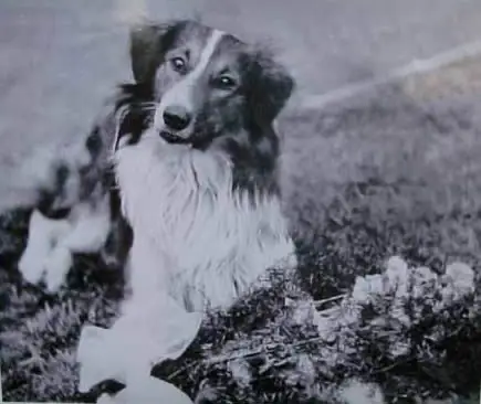 Cảm Động Câu Chuyện Những Chú Chó Trung Thành Nhất Thế Giới - Ảnh 2.