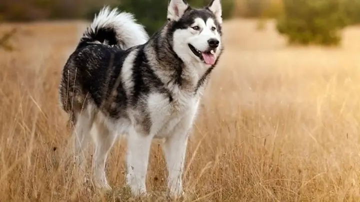 3chó Husky