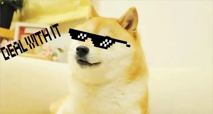 Meme Chó Hành Động: Vụng Về, Phá Phách, Ngủ Gật Không Ngờ