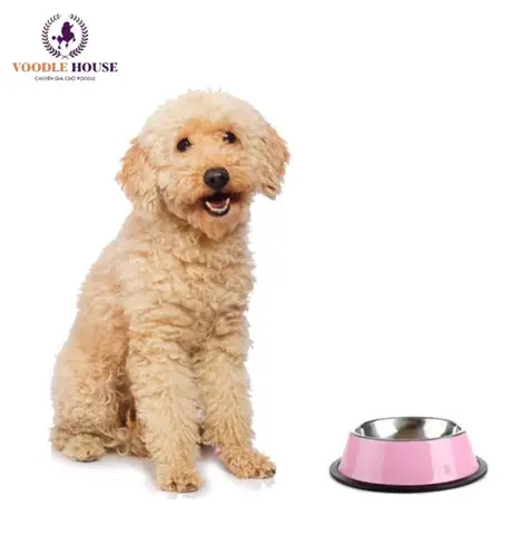 Thức Ăn Của Chó Poodle