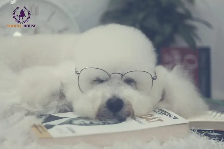 Khi Cún Poodle Con Mới Về Nhà Mới Sẽ Sủa Vào Ban Đêm. Vậy Cách Giải Quyết Thế Nào?