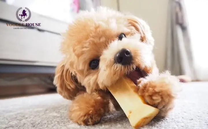 Hãy Chắc Chắn Bé Poodle Con Mới Về Nhà Có Cái Gì Đó Để Nhai