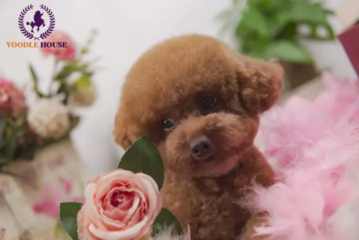 Bạn Cần Phải Có Một Lịch Trình Tẩy Giun Khi Nuôi Chó Poodle