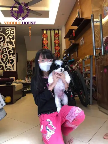 Không Gian Sống Của Poodle