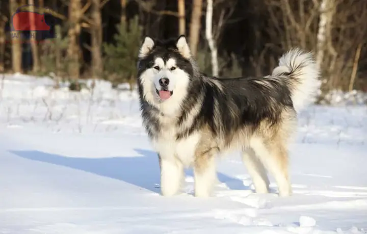 Mối Liên Hệ Giữa Malamute Và Các Giống Chó Khác Từ Vùng Bắc Cực Mối Liên Hệ Giữa Malamute Và Các Giống Chó Khác Từ Vùng Bắc Cực