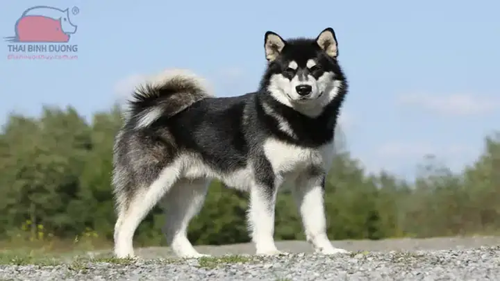Chó Alaska Malamute Chó Alaska Malamute
