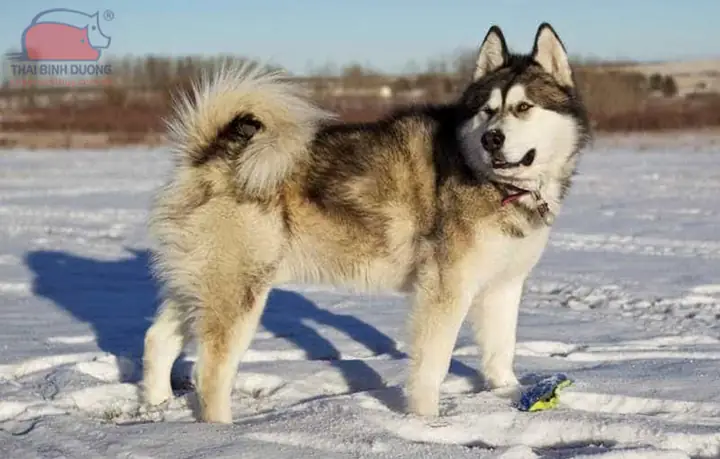 Tính Cách Và Đặc Điểm Tâm Lý Của Chó Alaska Malamute Tính Cách Và Đặc Điểm Tâm Lý Của Chó Alaska Malamute