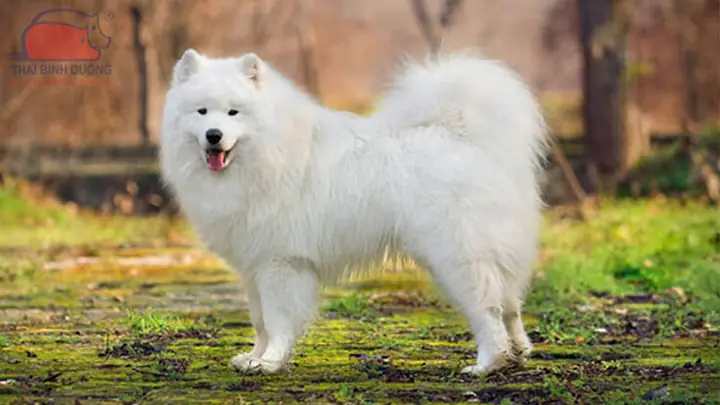 Chó Samoyed