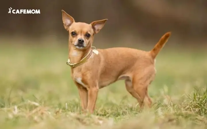 Chó Phốc (miniature Pinscher) Chó Phốc (miniature Pinscher)