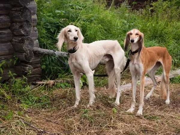 Những Giống Chó Hiếm Nhất Thế Giới Những Giống Chó Hiếm Nhất Thế Giới