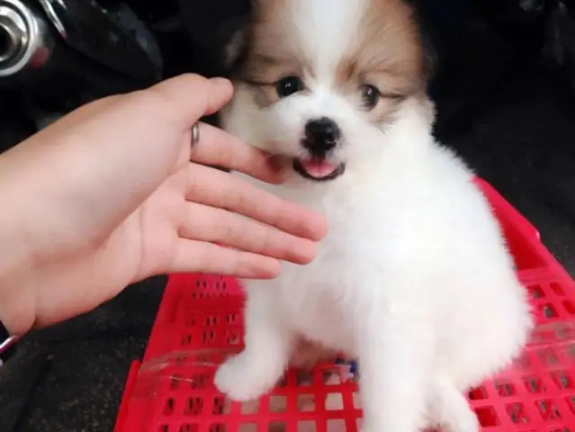 Chó Phốc Lai Nhật Chó Phốc Lai Nhật