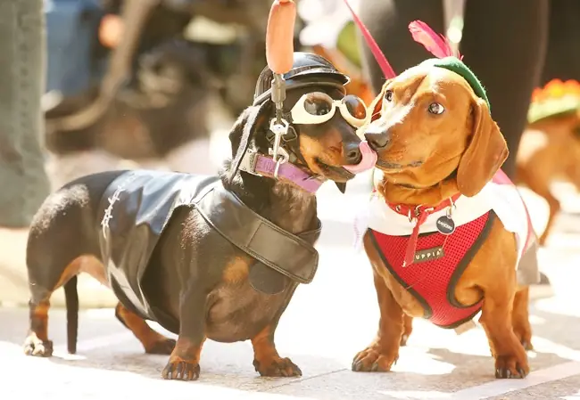 Chó Lạp Xưởng (dachshund) Chó Lạp Xưởng (dachshund)