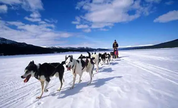 Giống Chó Alaskan Husky
