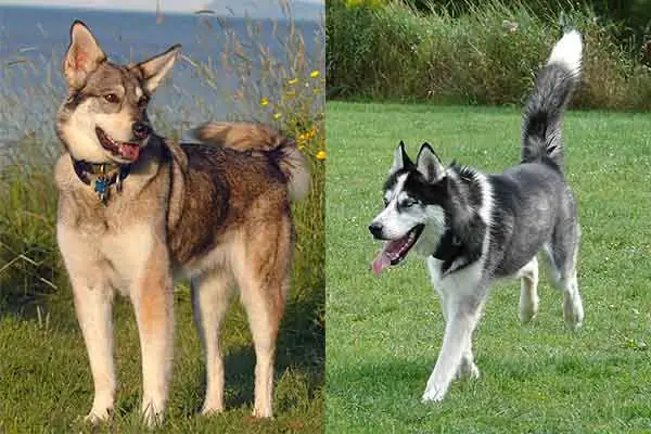 Đặc Điểm Ngoại Hình Giống Chó Alaskan Husky