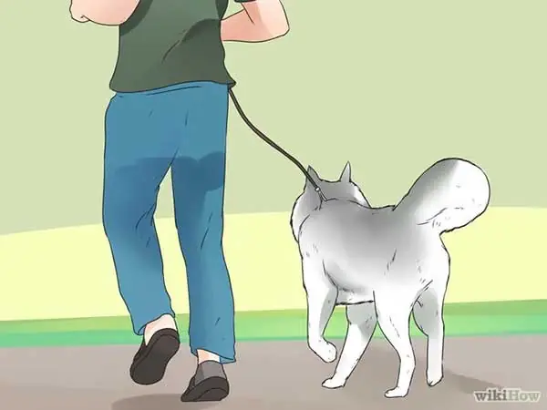 Chăm Sóc Giống Chó Alaskan Husky