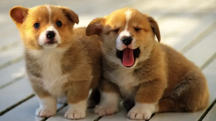 Những Hình Ảnh Con Chó Béo Mũm Mĩm Dễ Thương