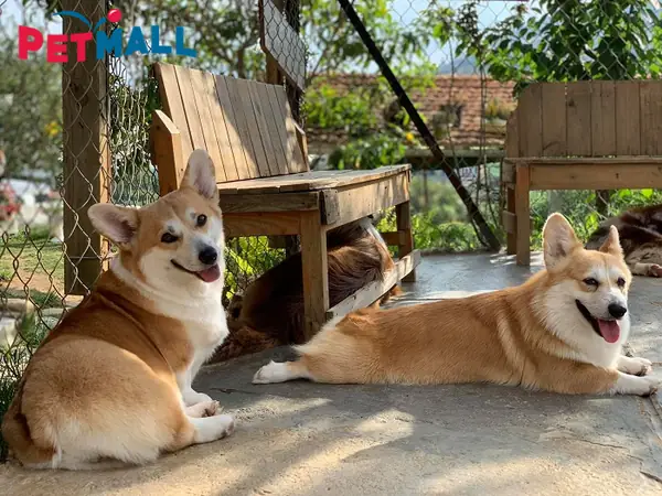 Lưu Ý Thứ Sáu Khi Nuôi Chó Trong Nhà: Xem Xét Quy Định Nơi Ở Có Được Nuôi Chó Hay Không