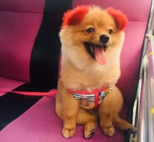 99+ Hình Ảnh Phốc Sóc Nhuộm Lông Siêu Đẹp