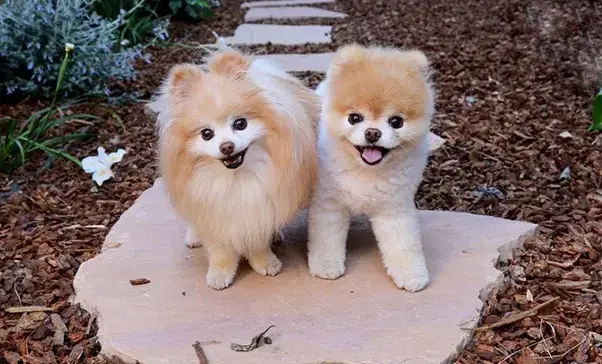 99+ Hình Ảnh Phốc Sóc Nhuộm Lông Siêu Đẹp