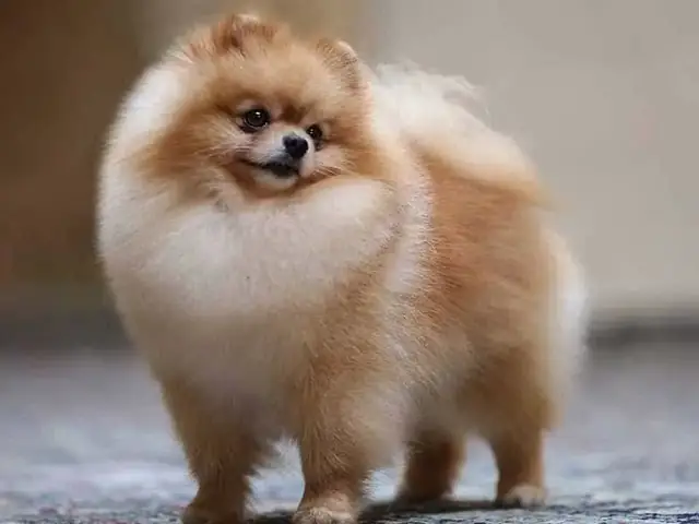 Bảng Phối Màu Phốc Sóc Nhuộm Lông