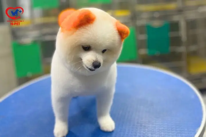 Nhuộm Lông Chó Màu Trắng: Những Điều Cần Biết Về An Toàn Và Chăm Sóc