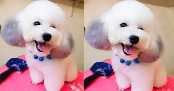 Nhuộm Lông Chó Màu Trắng: Những Điều Cần Biết Về An Toàn Và Chăm Sóc