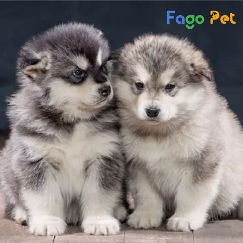 Những Lý Do Bạn Nên Nuôi Chó Alaska 2 Tháng Tuổi