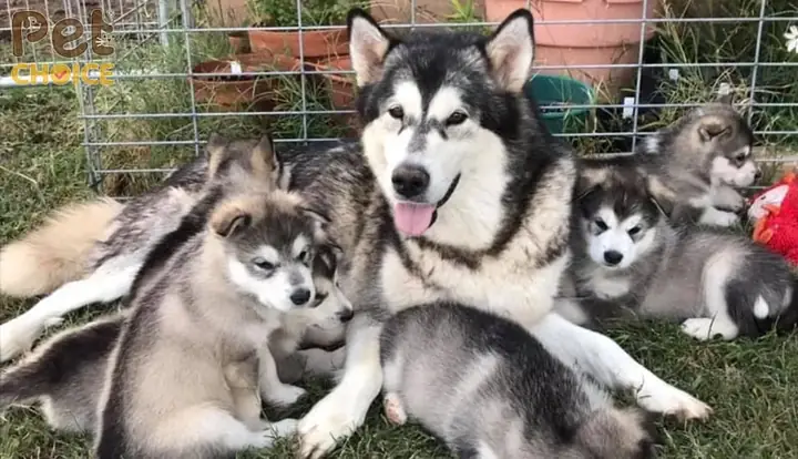 Trại Chó Alaska Minh Đoàn