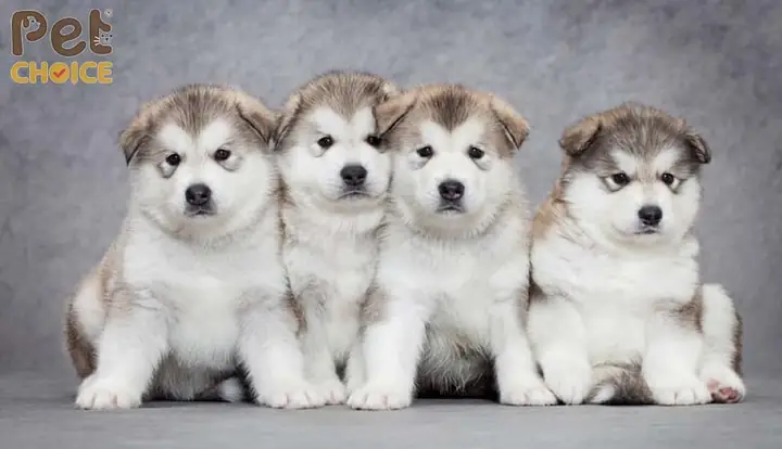 Trại Chó Alaska Hương Lúa