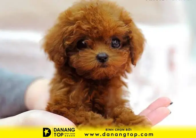 Điểm Mặt 7 Nơi Bán Chó Ở Đà Nẵng Uy Tín Và Giá Cả Phải Chăng