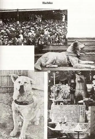 Nội Dung Phim Chú Chó Hachiko