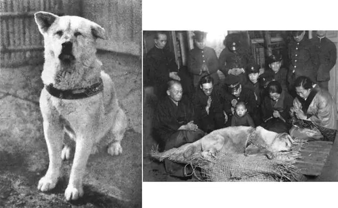 Nội Dung Phim Chú Chó Hachiko